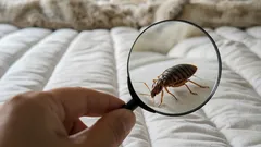 Ako skontrolovať výskyt ploštíc v domácnosti: príznaky, na ktoré si treba dať pozor