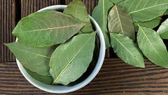 Prečo ľudia vkladajú list z vŕby do kvetináča s izbovými rastlinami?